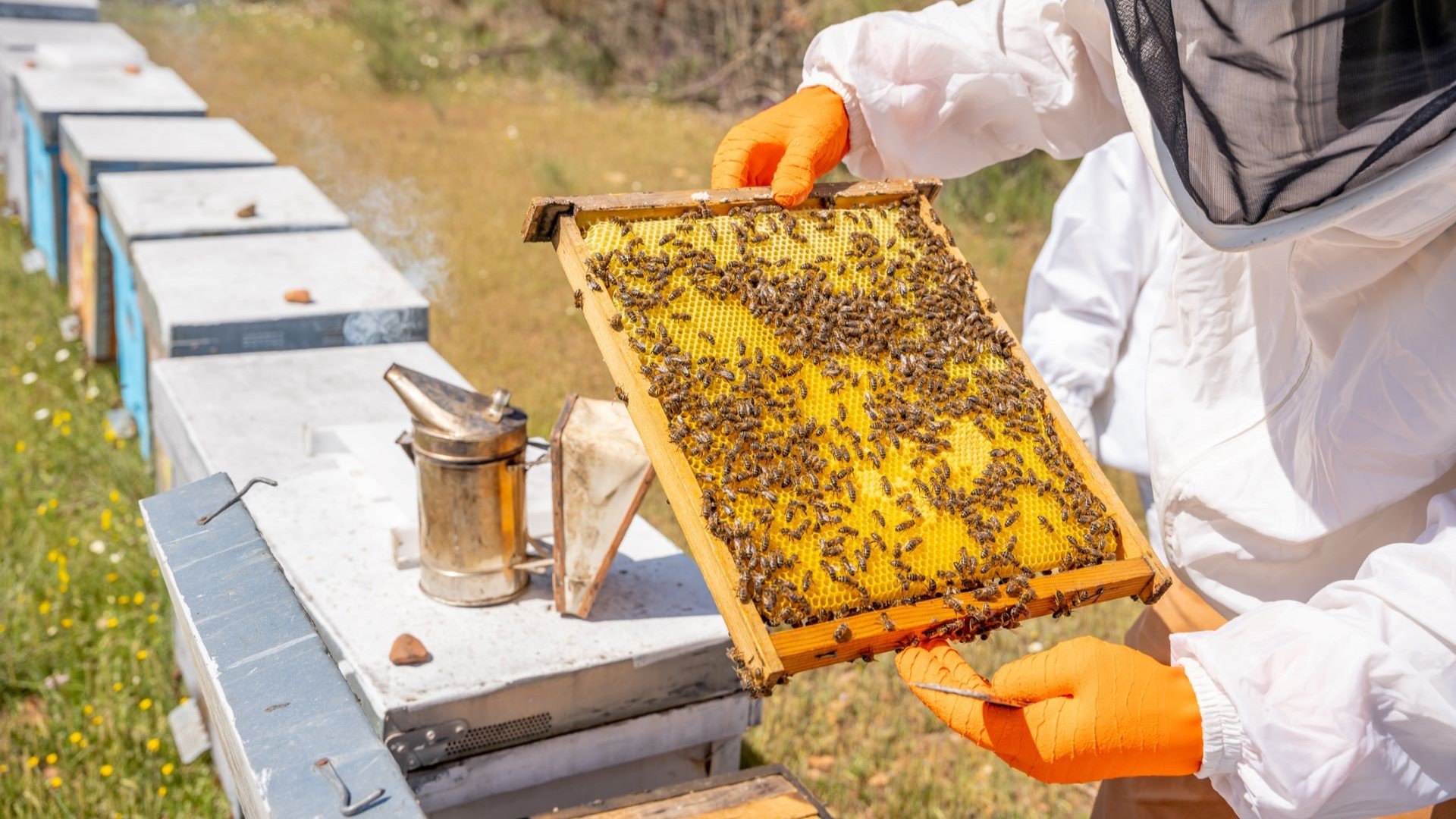 Beekeeping Masthead